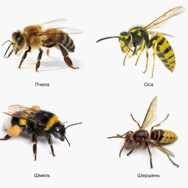 Перепончатокрылые насекомые, которые чаще всего вызывают аллергию Перепончатокрылые насекомые, которые чаще всего вызывают аллергию