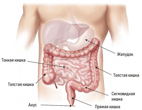 anatomiya kishechnika s