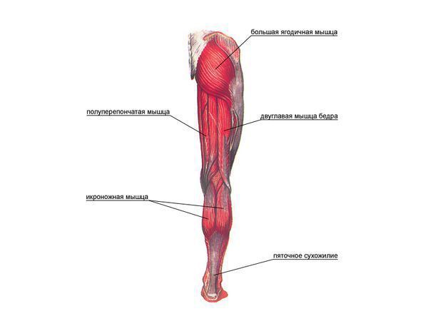 Полумембранозная (полуперепончатая) и икроножная мышцы