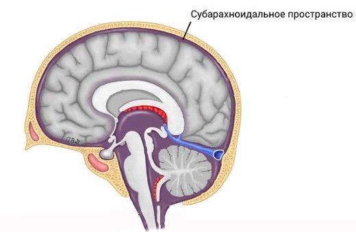 Субарахноидальное пространство