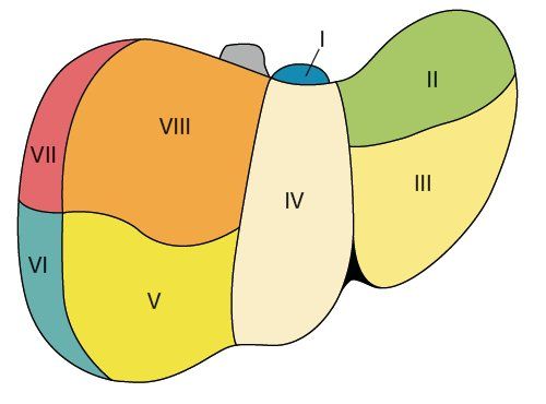 Сегменты печени