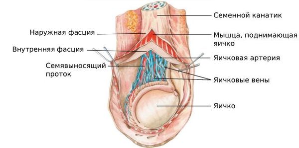 Строение семенного канатика