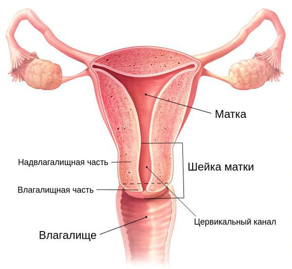 Анатомическое расположение шейки матки