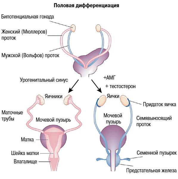 Опухоль матки: причины, симптомы, виды