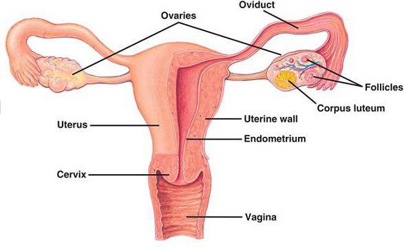 Анатомия женской репродуктивной системы