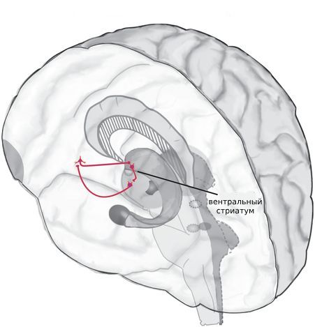 Как возникает импульсивность