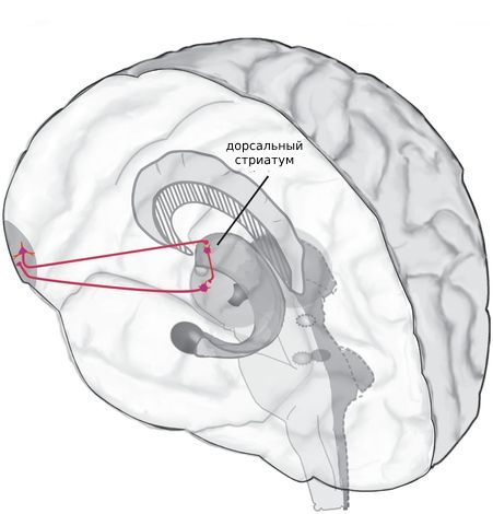 Как возникает компульсивность