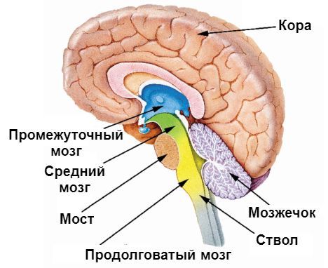 Структуры головного мозга