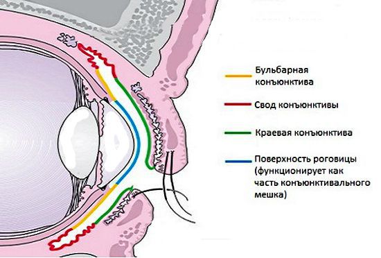 У меня конъюнктивит что делать