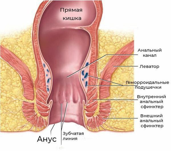 Анатомия прямой кишки