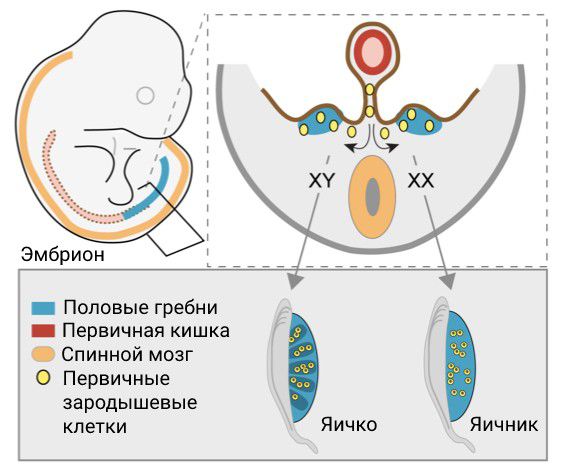 Формирование яичка у эмбриона [34]