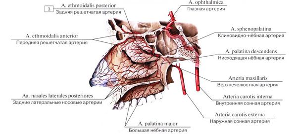 arterii nosovoy polosti s