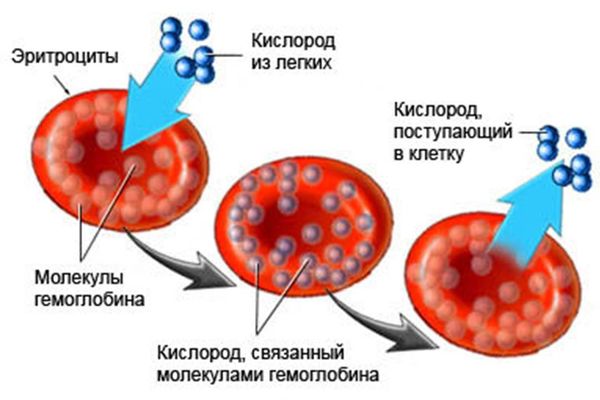 Эритроциты переносят кислород