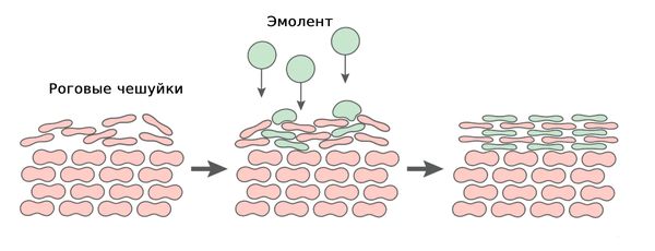 Действие эмолентов Действие эмолентов