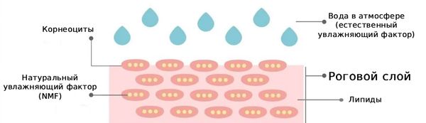 Строение рогового слоя Строение рогового слоя