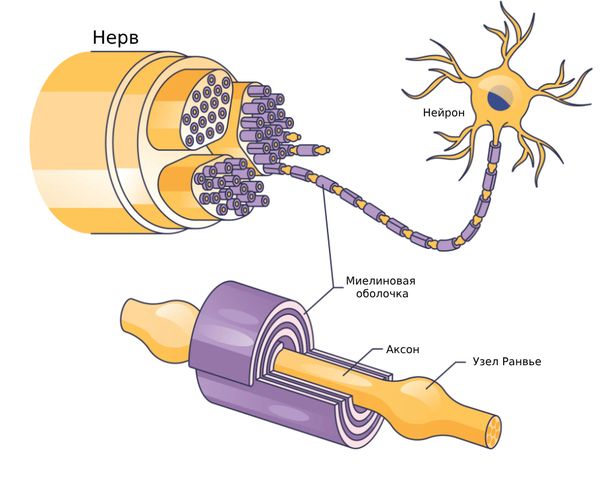 Mushuk ichida porno plastik butilkalar