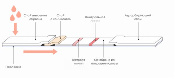 Конструкция иммунохроматографической тест-полоски Конструкция иммунохроматографической тест-полоски