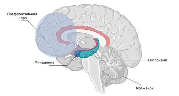 Структура мозга Структура мозга