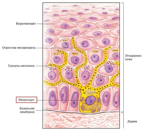 Лентиго: причины, симптомы и лечение в статье дерматолога Пушкарева Е. М.