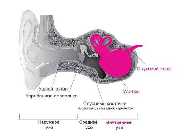 Расположение внутреннего уха и слухового нерва