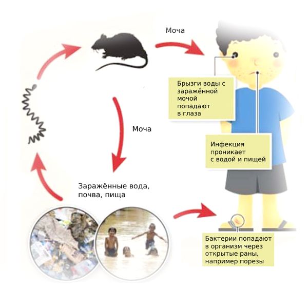 Жизненный цикл бактерии Leptospira