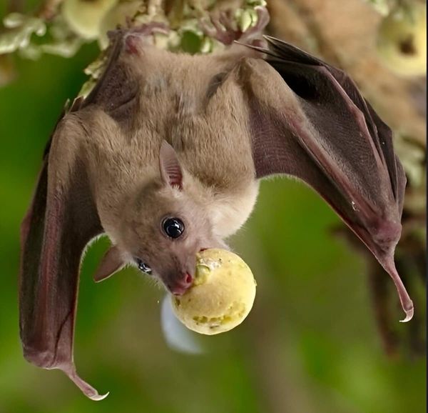 Крылан — переносчик геморрагической лихорадки Эбола [30]