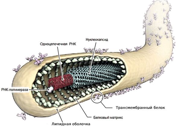 Строение вириона Эболы Строение вириона Эболы