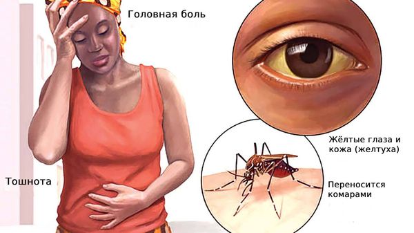 Жёлтая лихорадка