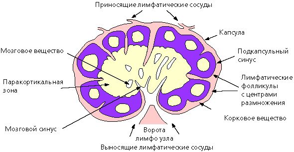 Строение лимфатического узла Строение лимфатического узла
