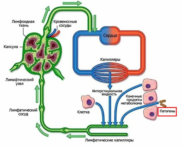 Лимфоток, в который могут проникнуть патогены (микроорганизмы и токсины)