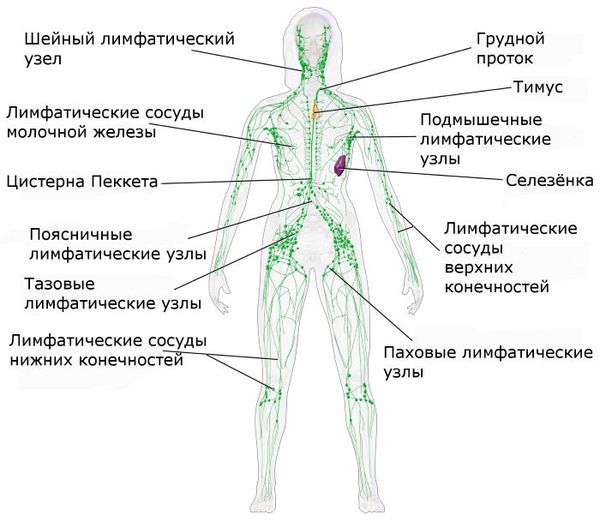 Строение лимфотической системы