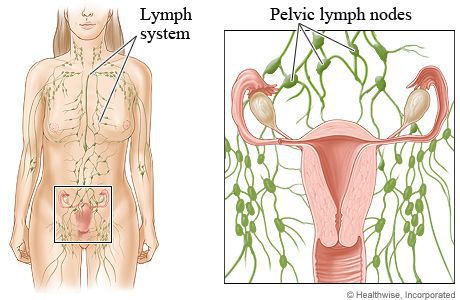 Связь лимфатической системы с внутренними половыми органами
