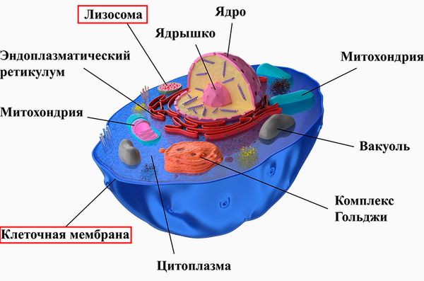 Строение клетки