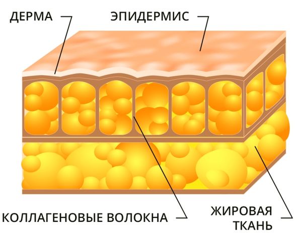 Жировая ткань как выглядит рисунок