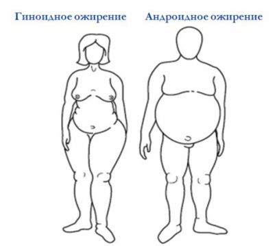 Что представляют собой жировые отложения?