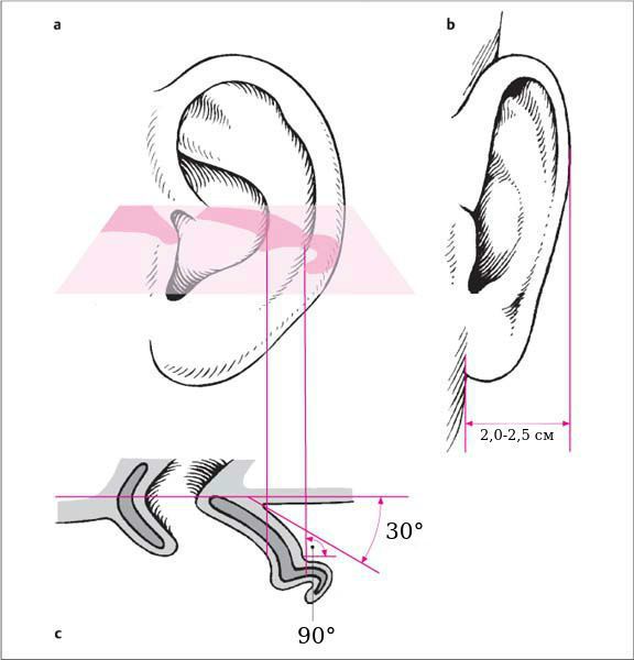 normalnaya anatomiya naruzhnogo uha s