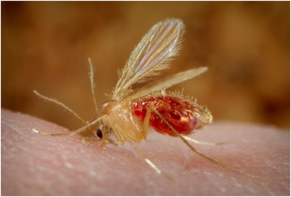 Москит Phlebotomus [25]