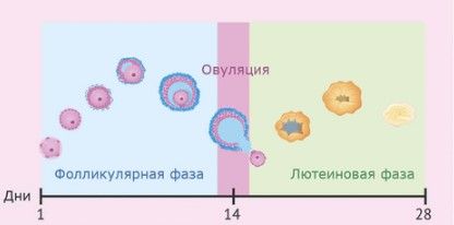 Фазы менструального цикла