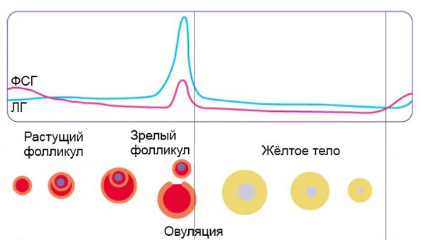 Дисфункция яичников