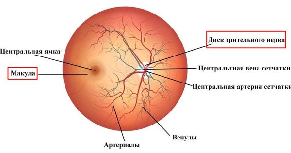 Расположение диска зрительного нерва и макулы на сетчатке
