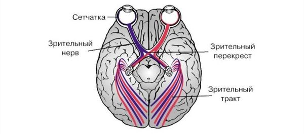 Зрительный анализатор