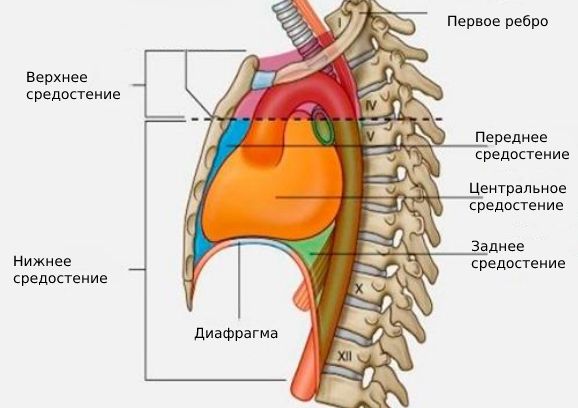 Mediastinum. - ppt video online download
