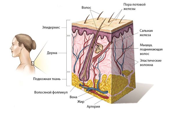 stroenie kozhi s