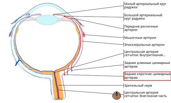 Расположение задних коротких цилиарных артерий [34]