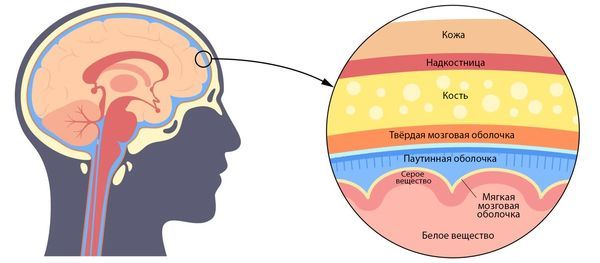 Оболочки головного мозга