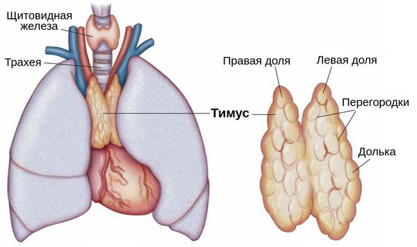Вилочковая железа (тимус)