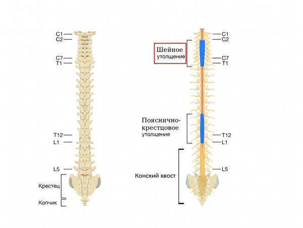 Расположение шейного утолщения спинного мозга