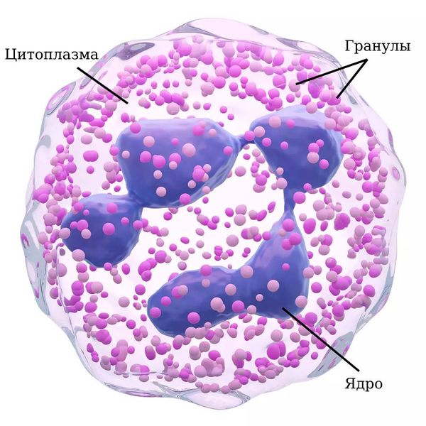 Васкулит: причины, виды, симптомы, диагностика и лечение васкулита