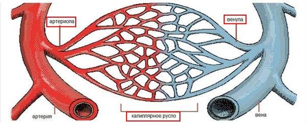 Васкулиты системные — что это, классификация, симптомы, лечение