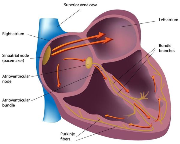 Нервно-мышечная система сердца